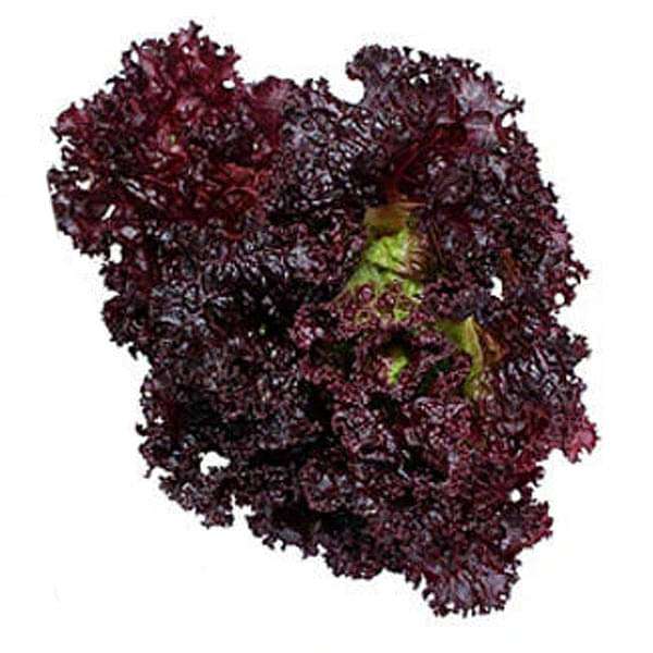 Lettuce Dark Black Rose Vegetable Seeds